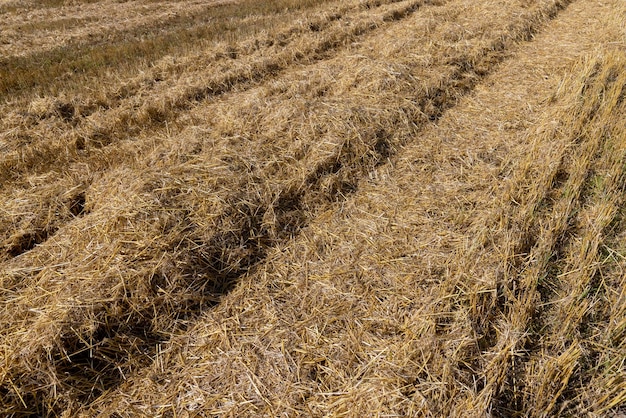 Yellowgolden straw in the field after harvesting