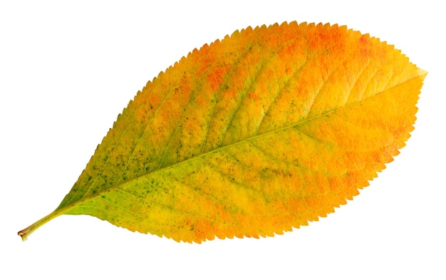 Yellowgreen autumn leaf isolated on a white background fallen leaf of the chokeberry