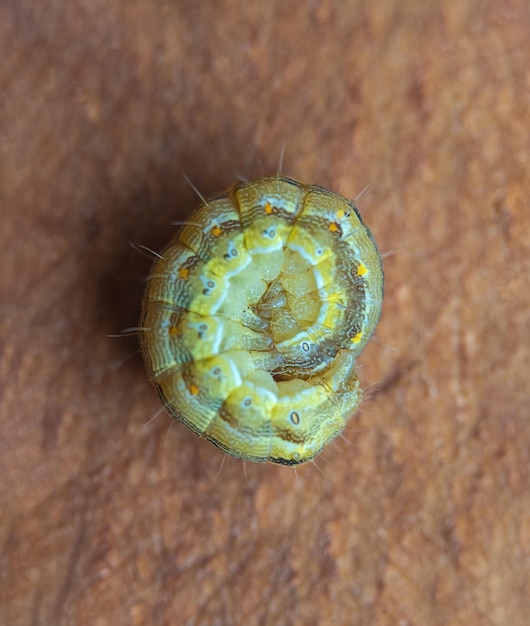 A yellowgreen caterpillar rolled into a ball lies on a wooden base