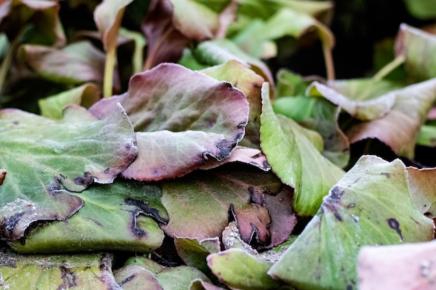 Yellowgreen sluggish leaves of an autumn plant