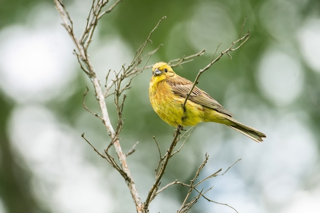 Yellowhammer (Emberiza citrinella) on mossy branch. this bird is partially migratory, with much of the population wintering further south.