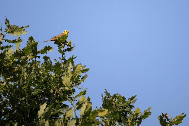 Yellowhammer enjoying the morning sunshine