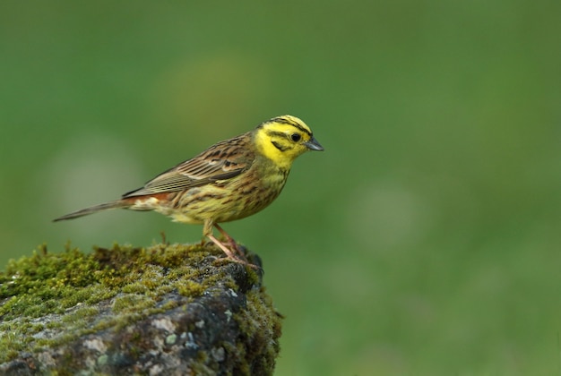 Yellowhammer male with the last lights of day