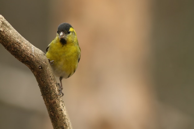 Yellowhammer!