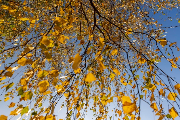 Yellowing birch foliage in October