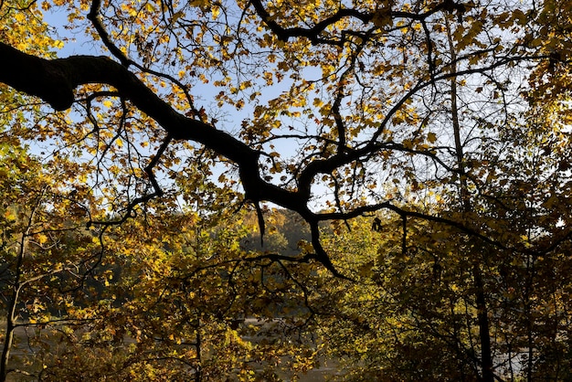 Yellowing and falling foliage of deciduous trees in autumn