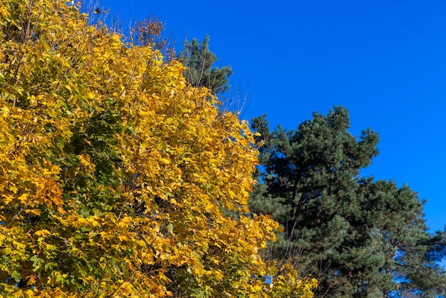 Yellowing and falling foliage of deciduous trees in autumn