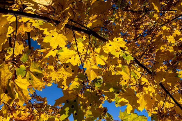 Yellowing maple foliage in the autumn season maple foliage in the autumn season in leaf fall