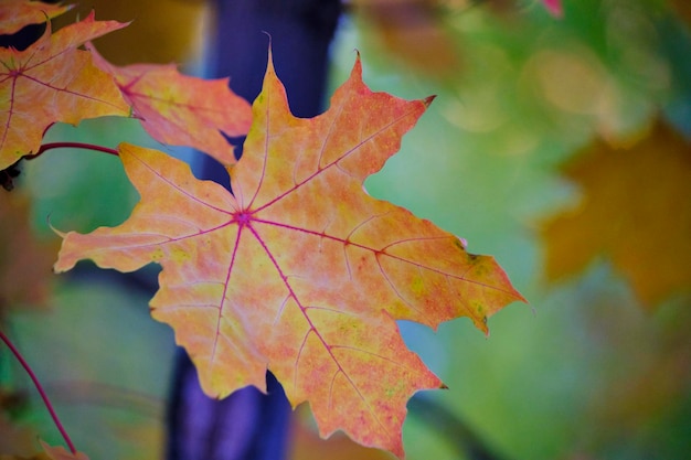 Yellowing maple foliage with approach autumn