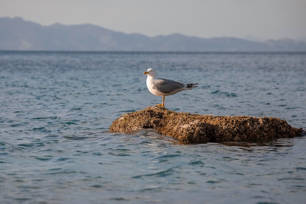 Yellowlegged SeaGull Perched On A Rock by the sea