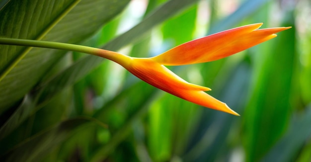 Yelloworange Heliconia flower on light and dark tropical leaf nature background green leaves