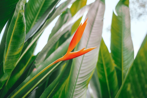 Yelloworange Heliconia flower on light and dark tropical leaf nature background