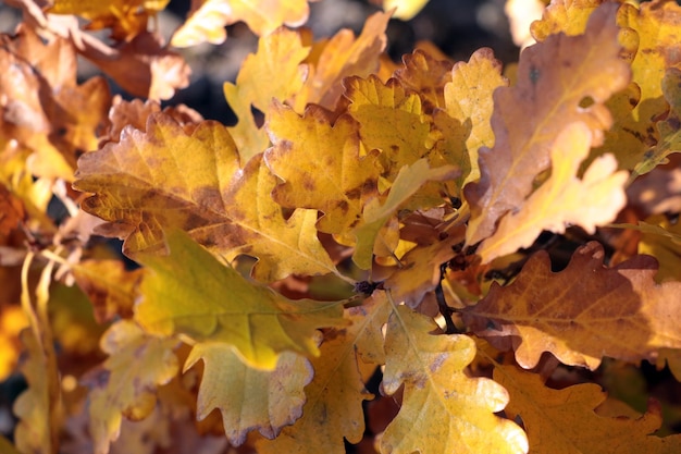 Yellowred oak leaves in the autumn forest Autumn background