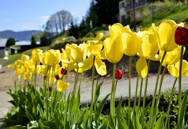 Yellows tulips