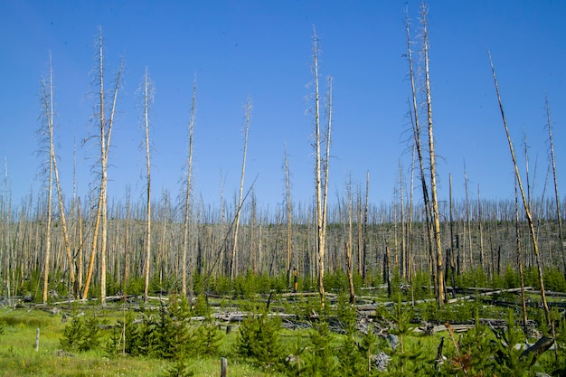 Yellowstone national park, Wyoming, the most important park in U.S.A.