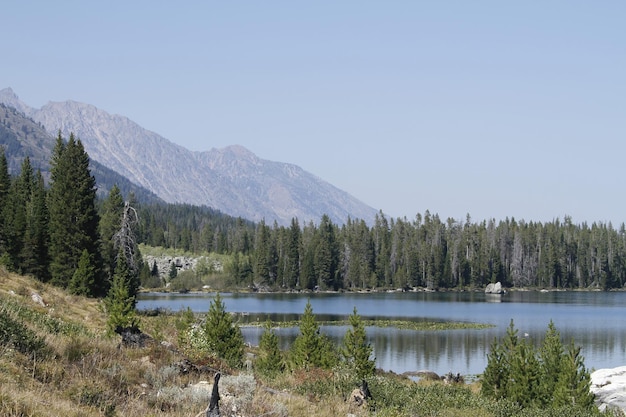 Yellowstone national park in Wyoming USA