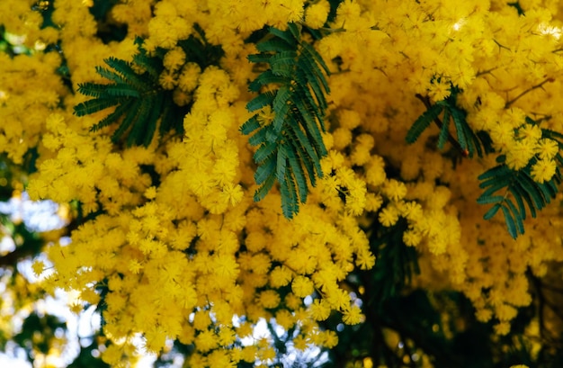 yelow flowers