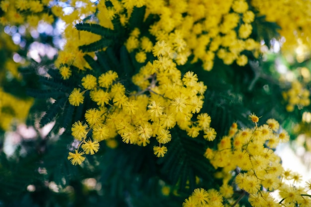 yelow flowers