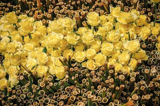 Yelow roses Rose flowers with yellow petals and bamboo on natural background