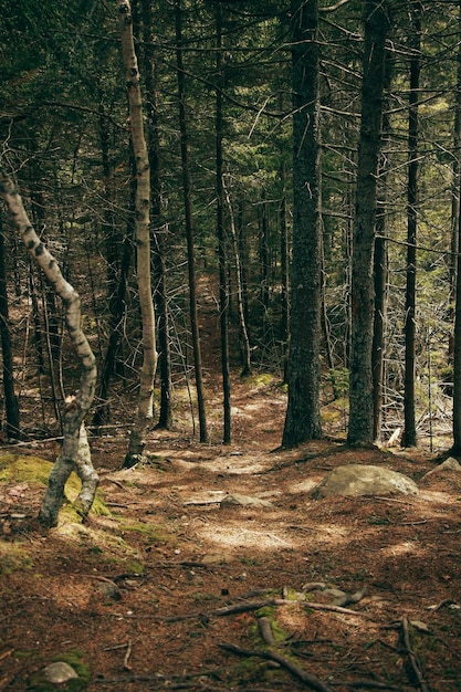 Yew forest with moss and branches with green leaves Natural light Background image of the forest