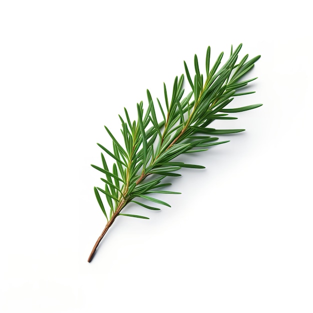 yew needle isolated on white background