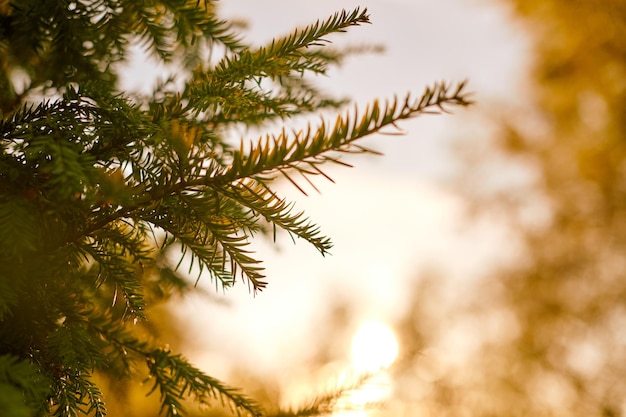 Yew tree Taxus baccata branch copy space close up European evergreen yew tree in beautiful sunlight season of sunny weather Good weather day beautiful evergreen tree branches