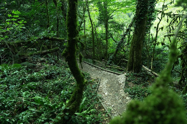 Yewboxwood grove Sochi National Park Krasnodar Territory Russia 09222020 Tourist path in green forest