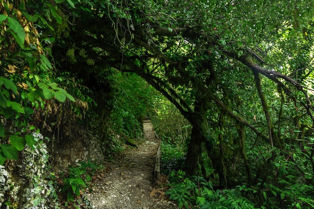 Yewboxwood grove Sochi National Park Krasnodar Territory Russia 09222020 Tourist path in green forest