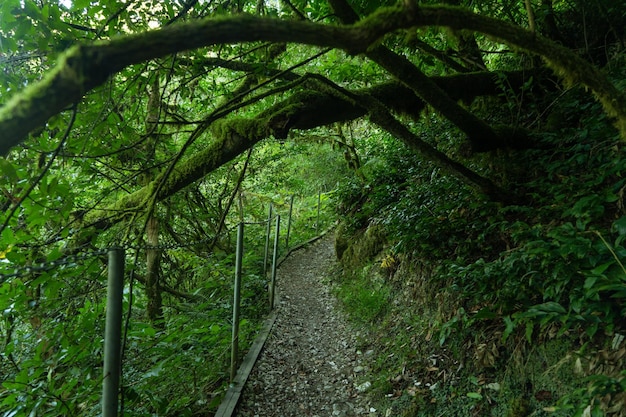 Yewboxwood grove Sochi National Park Krasnodar Territory Russia 09222020 Tourist path in green forest