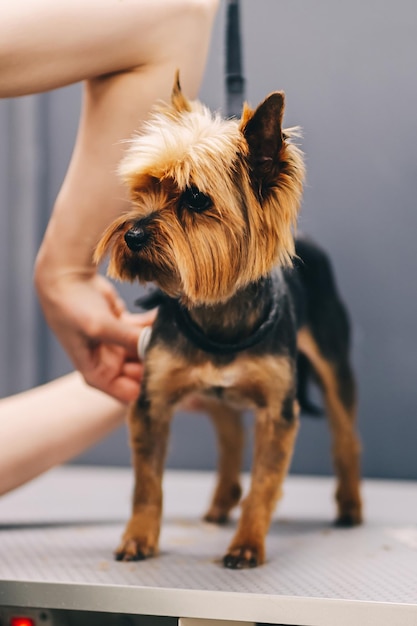 Yorkie dog haircut A groomer trims a dog39s coat