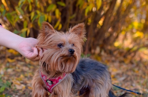 Yorkshire terrier in the autumn park A beautiful dog Beautiful light The dog is twelve years old Selective focus