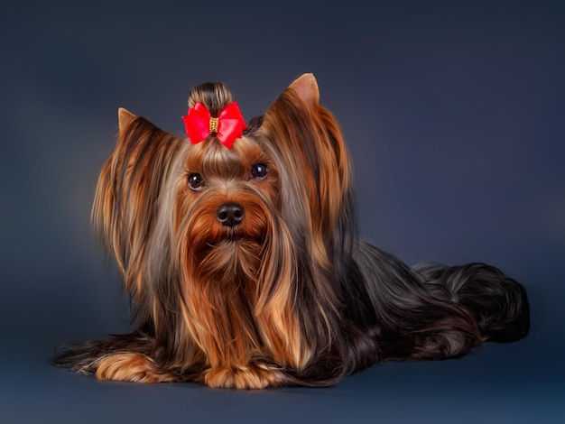 yorkshire terrier on a black background. dog