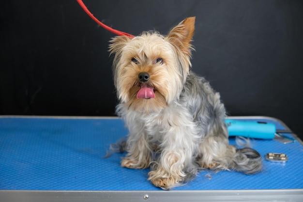 Yorkshire Terrier in the dog grooming salon before grooming with lots of hair