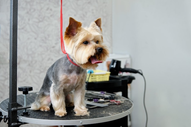 A Yorkshire Terrier dog on a grooming table with a lot of tools for grooming animals