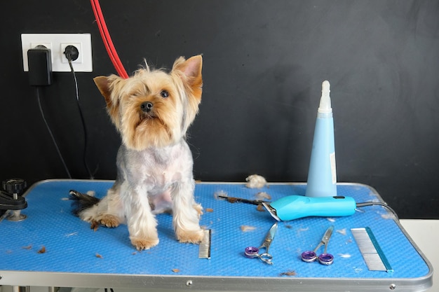 A Yorkshire terrier dog sits on a grooming table in an animal beauty salon