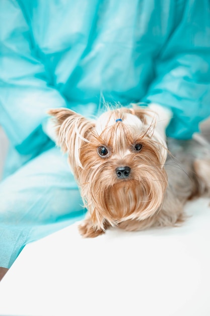 yorkshire terrier dog at the veterinarian's appointment in a veterinary clinic