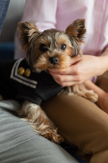 Yorkshire terrier dog