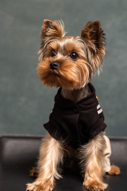 Yorkshire terrier dog