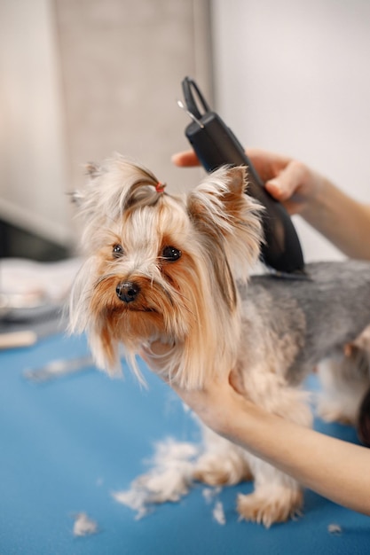 Yorkshire terrier getting procedure at the groomer salon Cropped photo of a little dog Yorkshire terrier puppy getting haircut with a shaving machine