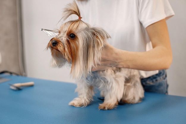 Yorkshire terrier getting procedure at the groomer salon Young woman in white tshirt combing a little dog Yorkshire terrier puppy on a blue table