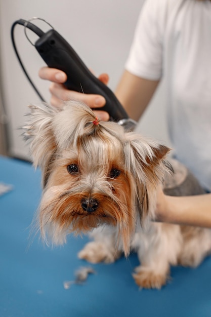 Yorkshire terrier getting procedure at the groomer salon Young woman in white tshirt trimming a little dog Yorkshire terrier puppy getting haircut with a shaving machine