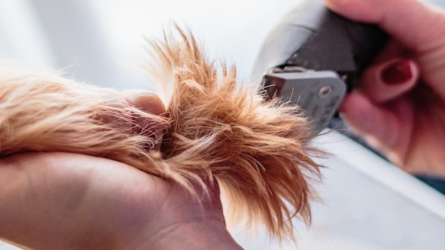 Yorkshire terrier grooming and brushing at home by groomer