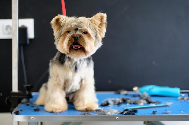 Yorkshire terrier at the grooming in the salon sits on the table next to the scattered grooming tools