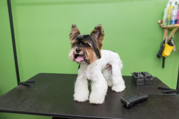 Photo yorkshire terrier during a haircut