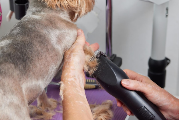 The Yorkshire Terrier lies on the grooming table in the zoo salon with a beautiful haircut for every day