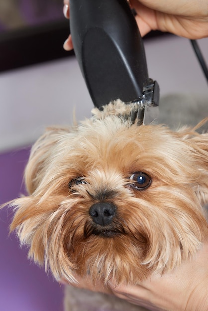 The Yorkshire Terrier lies on the grooming table in the zoo salon with a beautiful haircut for every day