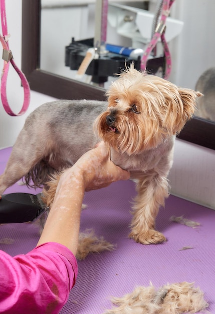 The Yorkshire Terrier lies on the grooming table in the zoo salon with a beautiful haircut for every day