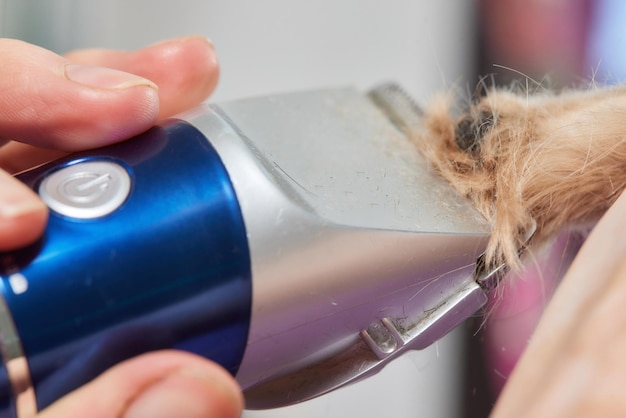 The Yorkshire Terrier lies on the grooming table in the zoo salon with a beautiful haircut for every day