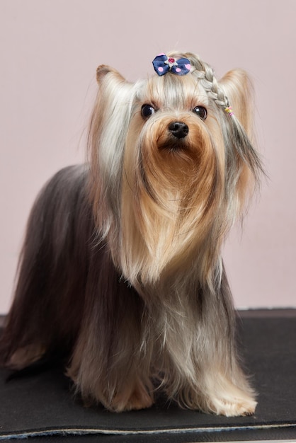 The yorkshire terrier lies on the grooming table in the zoo salon with a beautiful haircut for every