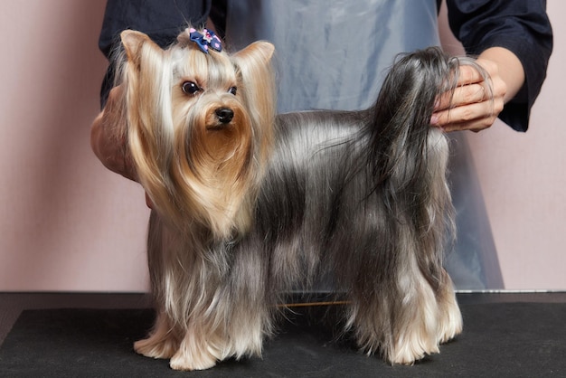 The yorkshire terrier lies on the grooming table in the zoo salon with a beautiful haircut for every